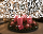 Premium Adventskranzkerzen Erdbeerrosa 100 x Ø 58 mm, 4 Stück