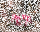 Premium Adventskranzkerzen Pink 100 x Ø 78 mm, 4 Stück