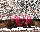 Premium Adventskranzkerzen Pink 300 x Ø 98 mm, 4 Stück